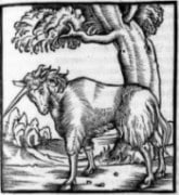 Cats, Dogs & Unicorns – Pay Attention!